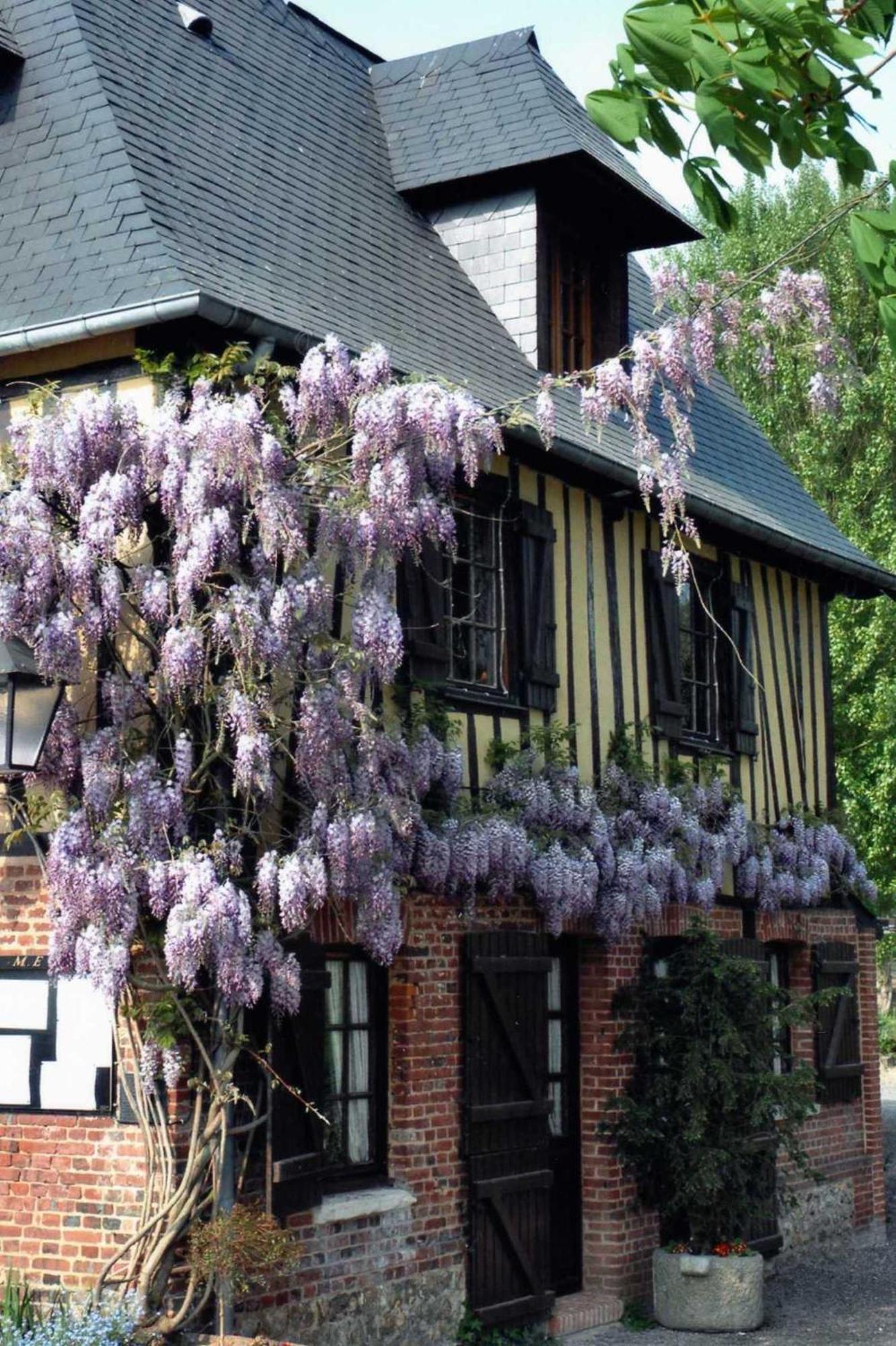 Auberge Du Val Au Cesne Saint-Clair-sur-les-Monts Eksteriør bilde